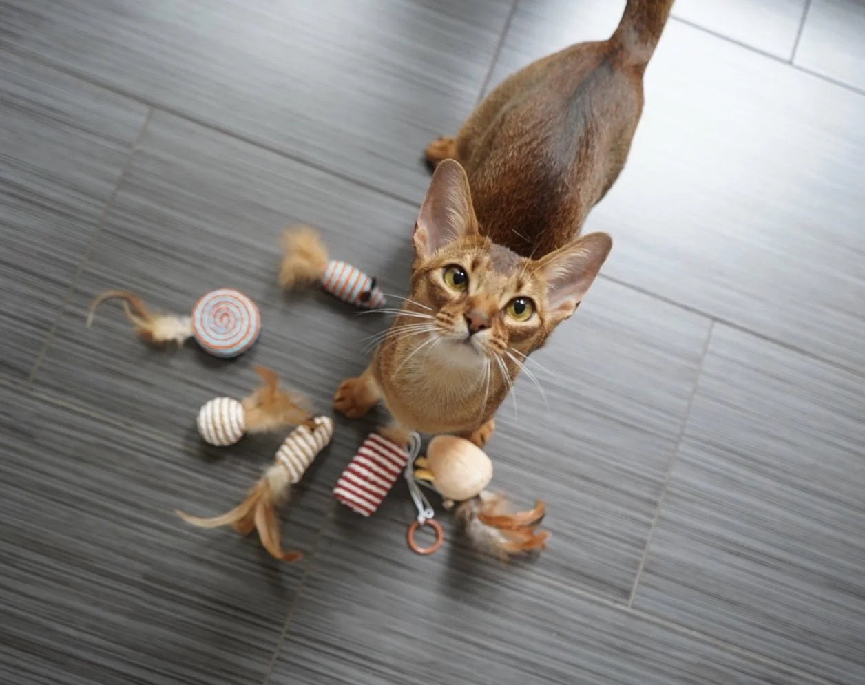 Pirate Pig Cat Feather Toys, Cattoy for Smartycat Interactive Cat Toys, Wands Teaser and Exerciser for Cat Kitten with Mouse Toy, Bell, Feather, Elastic String, and Wood Rod, Set of 7.